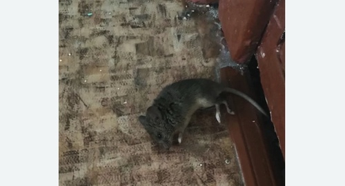Дезинфекция от мышей в Новохоперске
