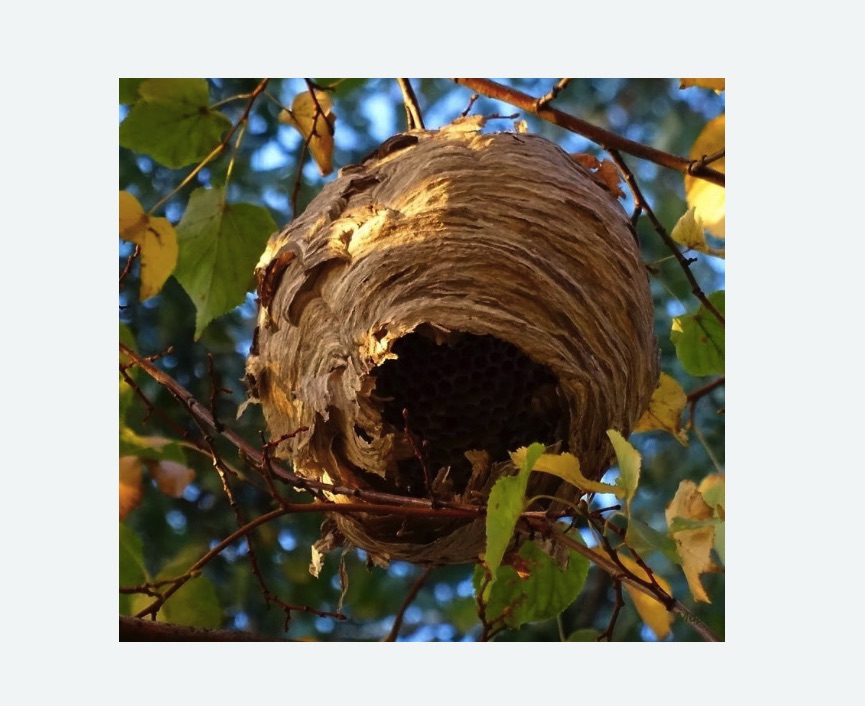 Обработка от шершней в Новохоперске