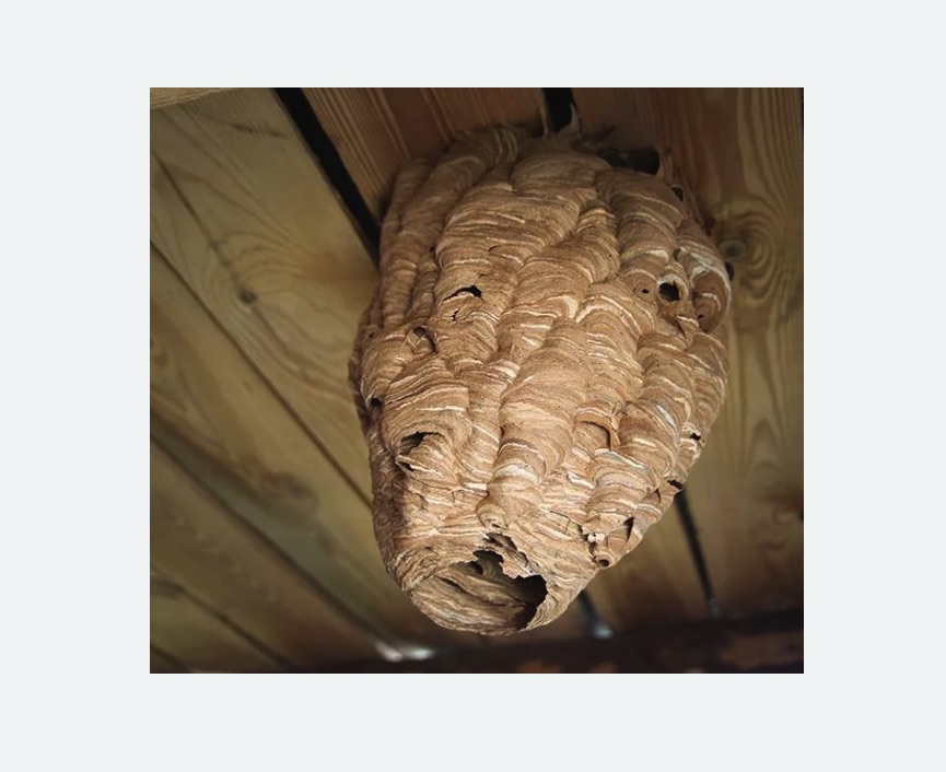 обработка от шершней в Новохоперске