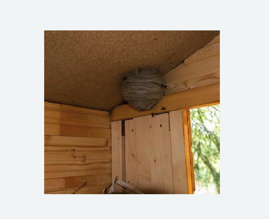 Обработка от ос в Новохоперске Обработка от ос