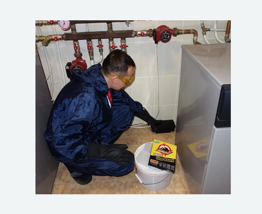 Уничтожение крыс Уничтожение крыс в Новохоперске