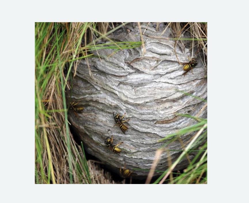 Уничтожение ос и ульев Уничтожение ос и ульев в Новохоперске